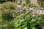 Weidenröschen - Phlomis tuberosa