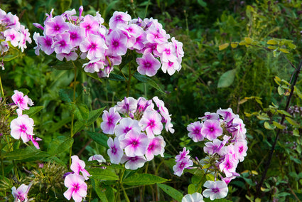Phlox - Phlox 'Bright Eyes'