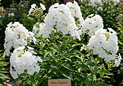 Phlox (Höhe 70 cm, Weiß) - Phlox 'Fujiyama'