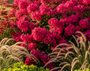  Phlox 'Kirchenfürst' vlambloem