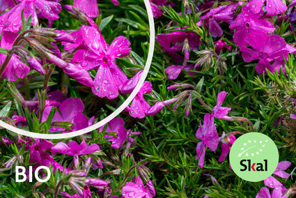 Bio-Phlox - Phlox (S) 'Moerheimii'