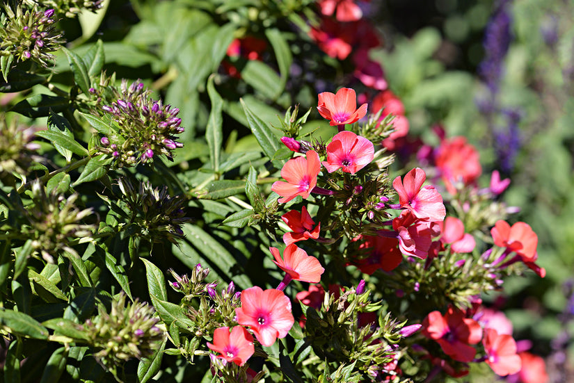 Bio-Phlox - Phlox (P) 'Orange Perfection'