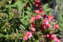 Bio-Phlox - Phlox (P) 'Orange Perfection'