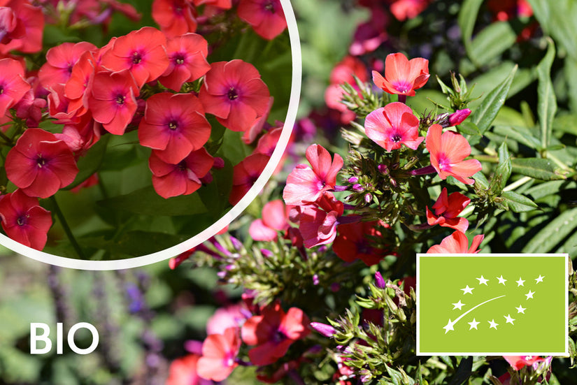 Bio-Phlox - Phlox (P) 'Orange Perfection'