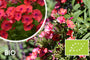 Bio-Phlox - Phlox (P) 'Orange Perfection'