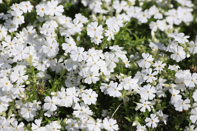Kriechende Flammenblume (Höhe 15 cm, Weiß) - Phlox subulata 'White Delight'