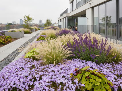 Kriechender Phlox (Höhe 15 cm, Lila) - Phlox subulata 'Purple Beauty'