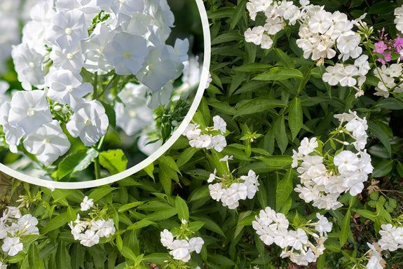 Phlox (Höhe 100 cm, Weiß) - Phlox 'White Admiral'