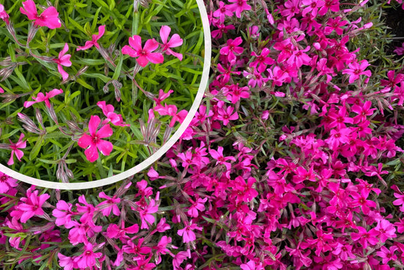 Rosa Teppich-Phlox (Polster-Phlox) - Phlox subulata 'Atropurpurea'