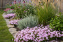 Kriechender Phlox (Rosa, 15 cm) - Phlox subulata 'Kimono Pink White'