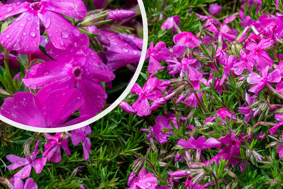 Phlox (Flammenblume Lila) - Phlox subulata 'Moerheimii'