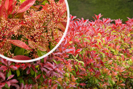 Glanzmispel - Photinia x fraseri 'Red Robin'