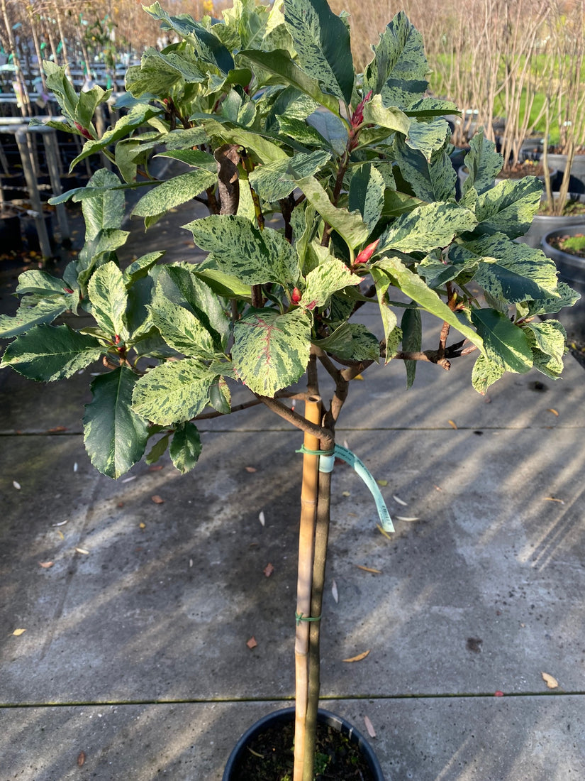 Glanzmispel am Stiel - Photinia serratifolia 'Pink Crispy'