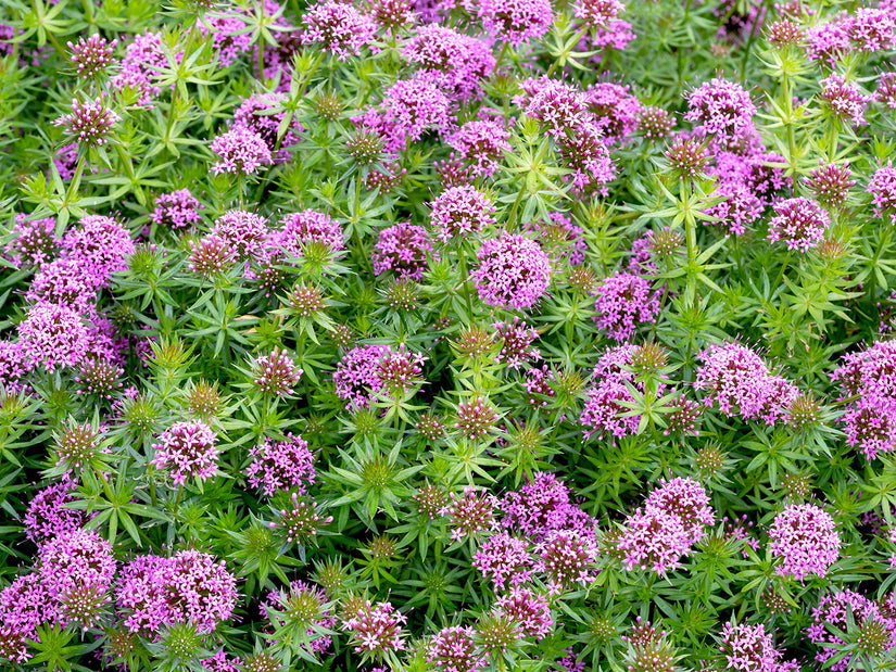 Persische Kreuzpflanze - Phuopsis stylosa 'Purpurea'