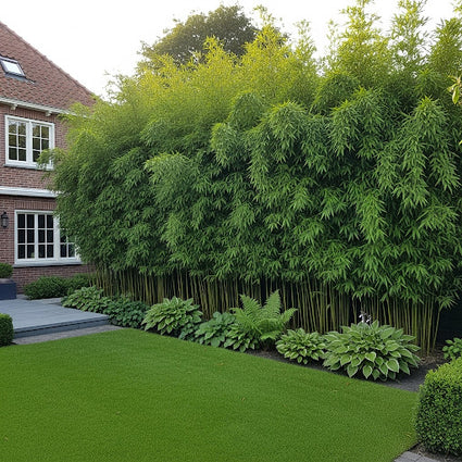 ai sfeerbveeld van Phyllostachys-Bissetii bamboe als wintergroene hoge haag 4-6 meter