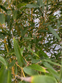 Hotei-Bambus - Phyllostachys aurea (Riesenbambus)