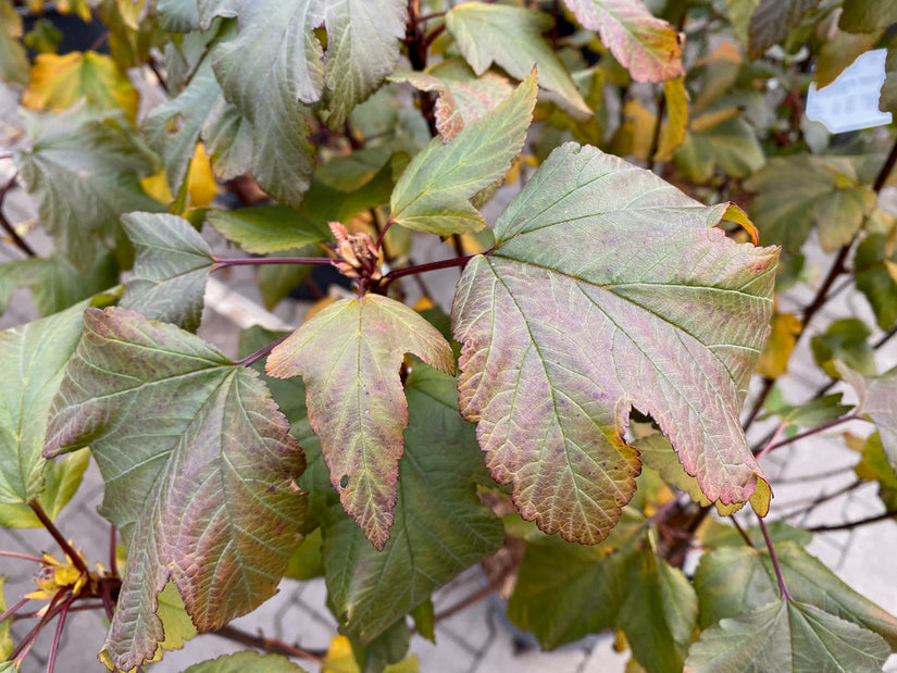 Blasensüß - Physocarpus opulifolius 'Diabolo' Hochstammbaum