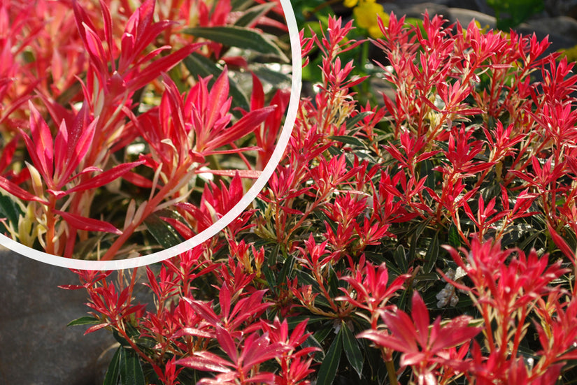 Rocky Heath - Pieris 'Flaming Silver'