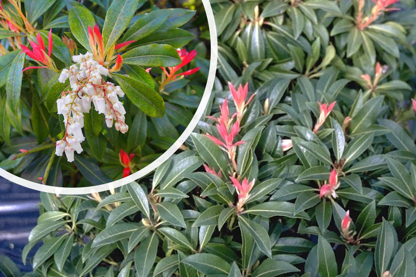 Rocky Heath - Pieris 'Waldflamme'