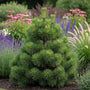 Bosnische Kiefer - Pinus heldreichii 'malinki'