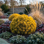 Latschenkiefer - Pinus Mugo 'Ophir'