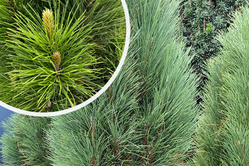 Schwarzkiefer - Pinus nigra 'Green Tower'