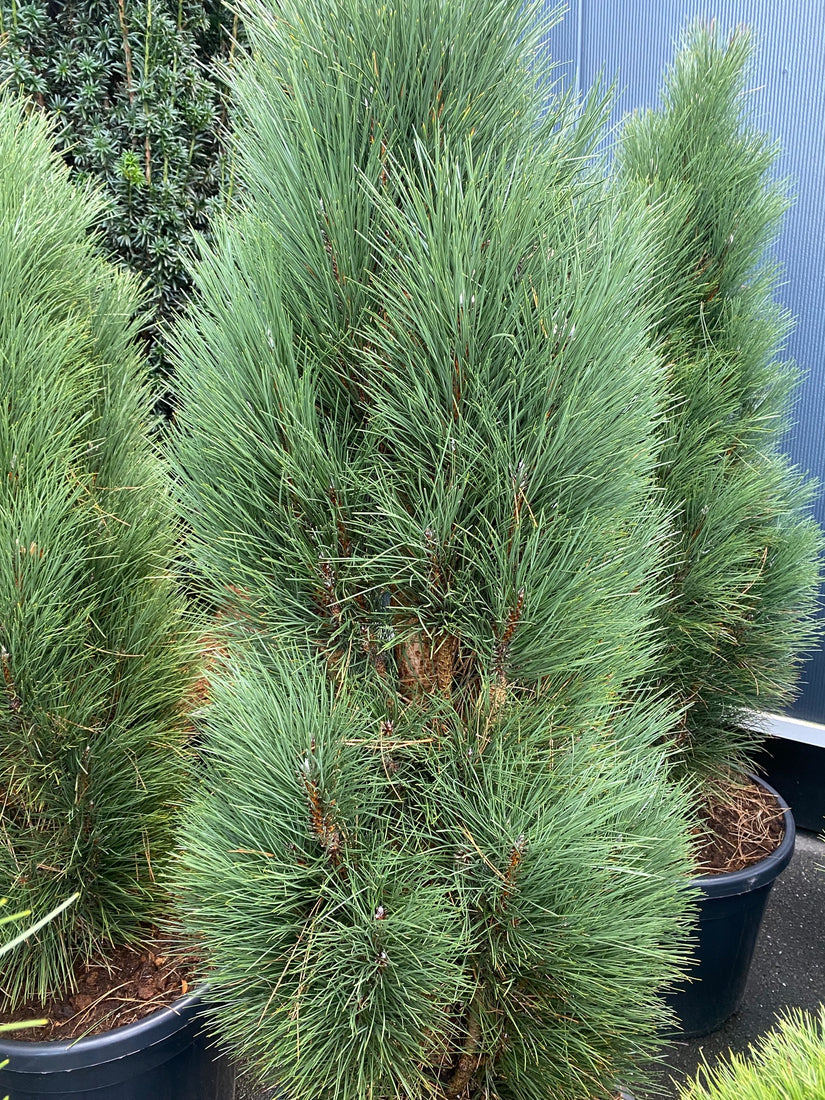 Schwarzkiefer - Pinus nigra 'Green Tower'