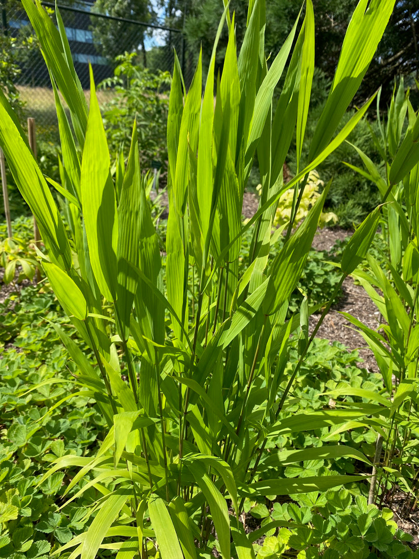 Flachgras - Chasmanthium latifolium