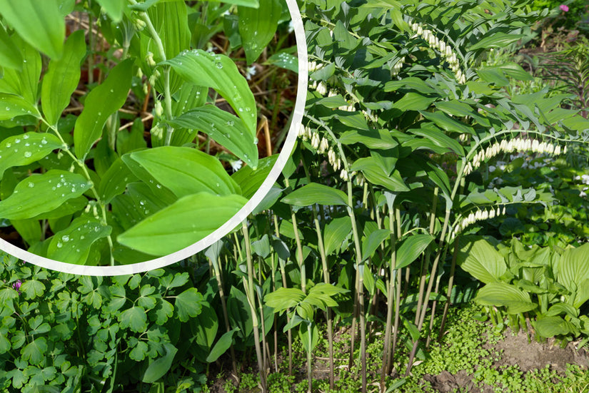 Gewöhnliches Salomonssiegel – Polygonatum multiflorum TIPP