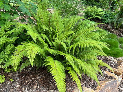 Weicher Nadelfarn - Polystichum setiferum 'Dahlem'