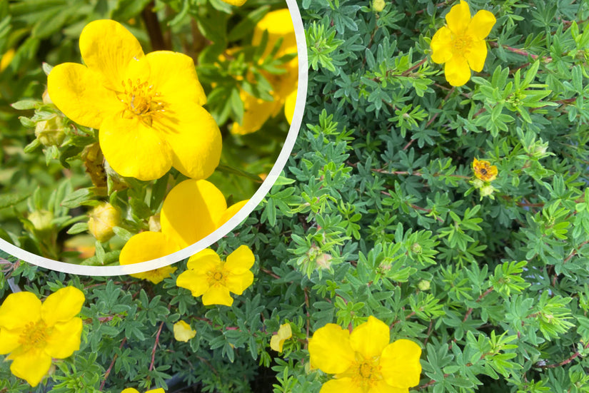 Strauchstachelbeere - Potentilla fruticosa 'Goldfinger'