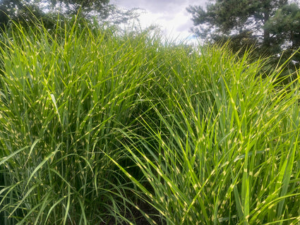 Prächtiges Schilfrohr - Miscanthus sinensis 'Zebrinus' (Zebragras)