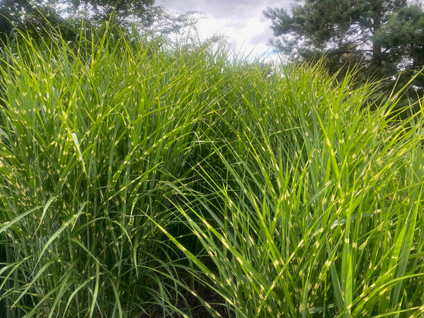 Wunderschönes Schilfrohr Miscanthus sinensis 'Zebrinus' Zebragras Ziergras  gestreift