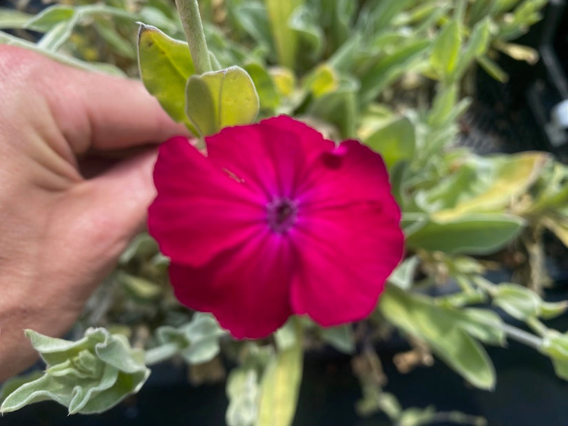 Stachelnase - Lychnis coronaria 'Atrosanguinea'