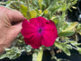 Stachelnase - Lychnis coronaria 'Atrosanguinea'