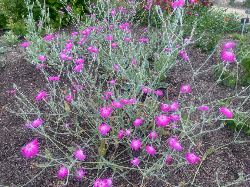 Stachelige Nase – Lychnis coronaria