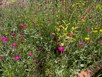 Biologische Stachelnase - Lychnis coronaria