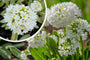 Kugelprimel - Primula denticulata 'Alba'