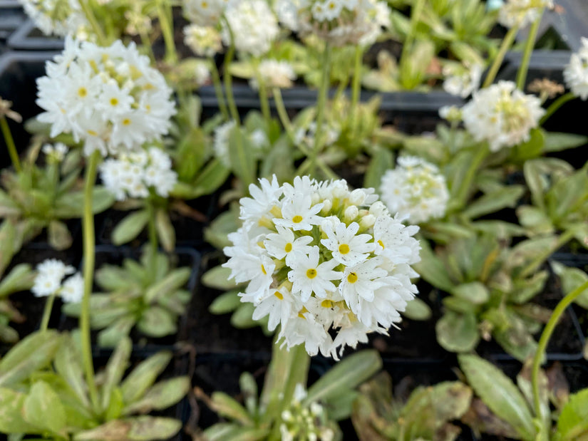 Kugelprimel - Primula denticulata 'Alba'