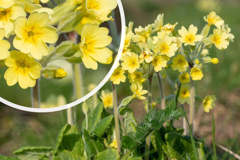 Schlanke Primel - Primula elatior