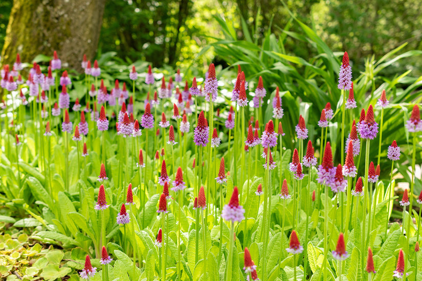 Orchideenprimel - Primula vialii