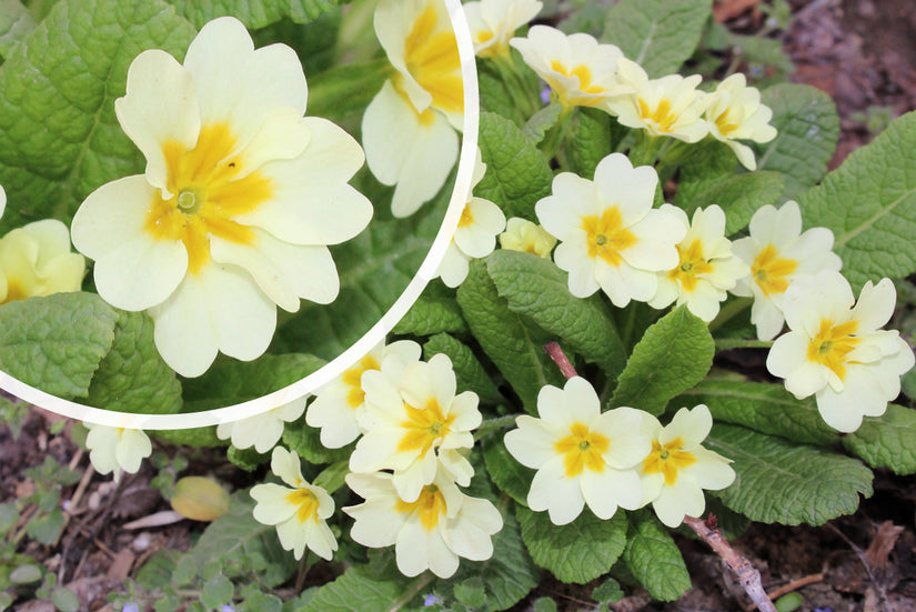 Primel - Primula vulgaris