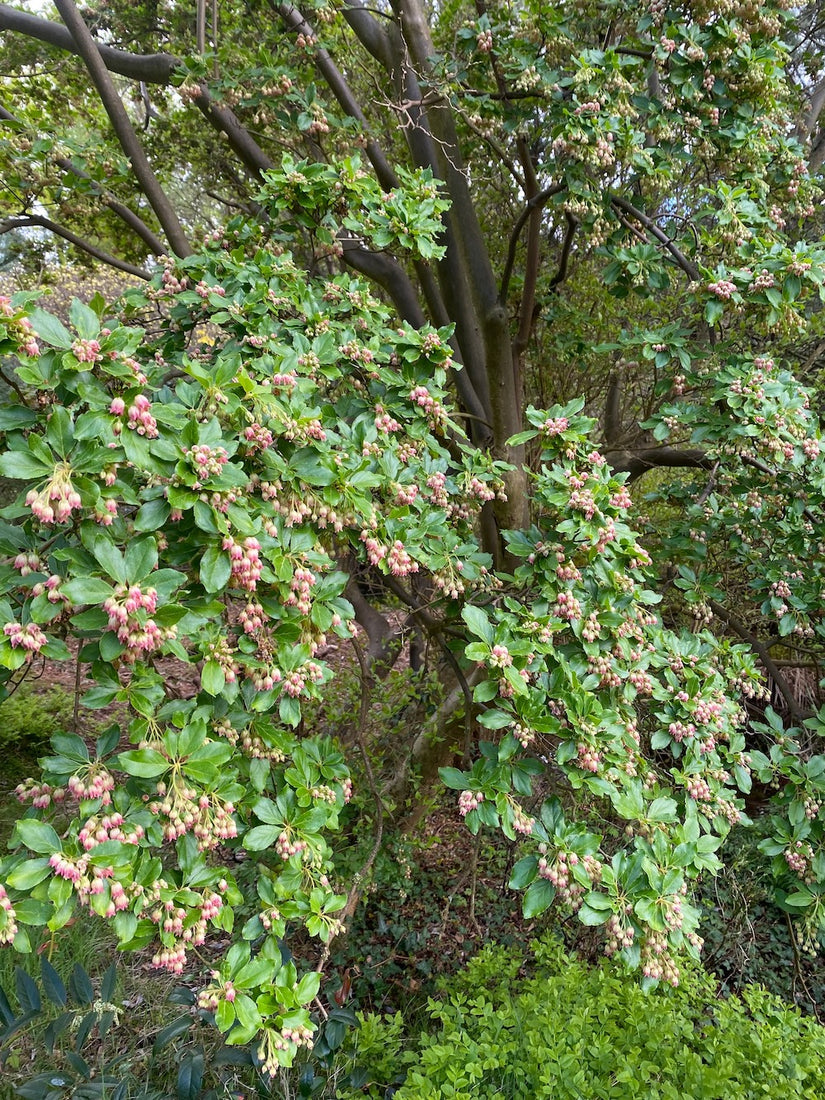 Campanula - Enkianthus campanulatus