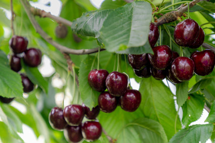 Bio-Kirschbaum - Prunus avium 'Regina' Kompakt, Halbstamm