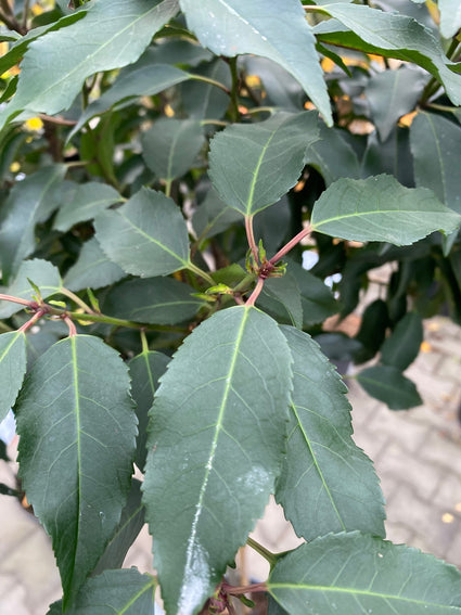 Portugiesischer Lorbeer am Stiel - Prunus Lusitanica 'Angustifolia'