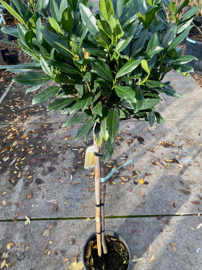 Kirschlorbeer am Stamm - Prunus laurocerasus 'Etna' - Halbstammbaum