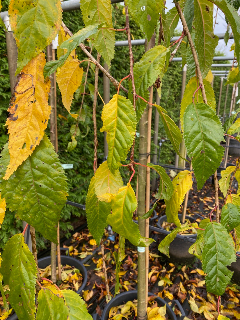 Cheals Trauerkirsche - Prunus serrulata 'Kiku-shidare-zakura'