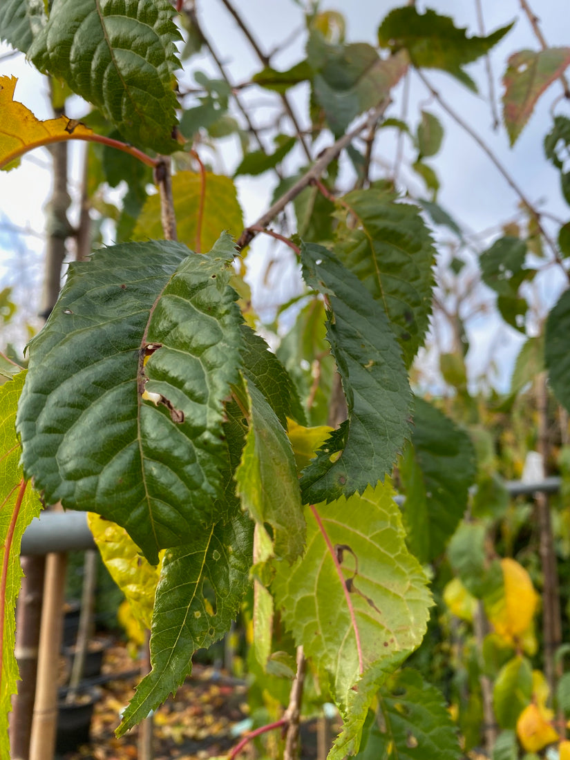 Cheals Trauerkirsche - Prunus serrulata 'Kiku-shidare-zakura'