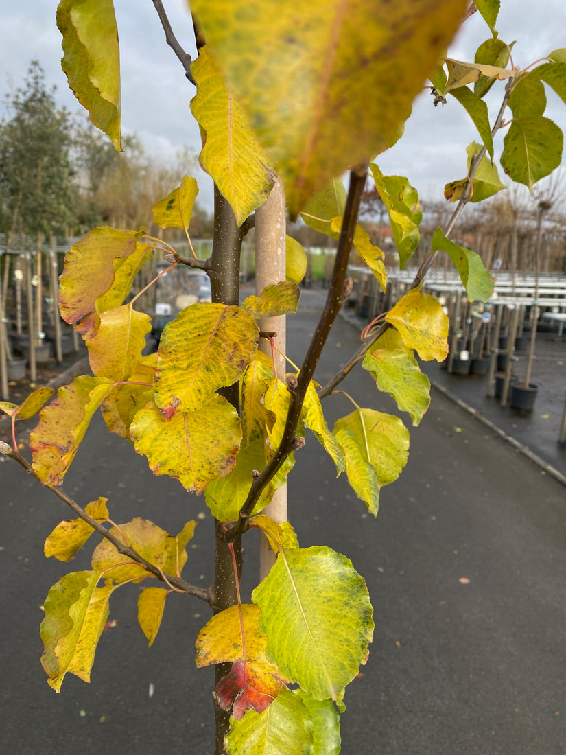 Cheals weinender Kirschbaum auf niedrigem Stamm - Prunus serrulata 'Kiku-shidare-zakura'