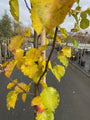 Cheals weinender Kirschbaum auf niedrigem Stamm - Prunus serrulata 'Kiku-shidare-zakura'